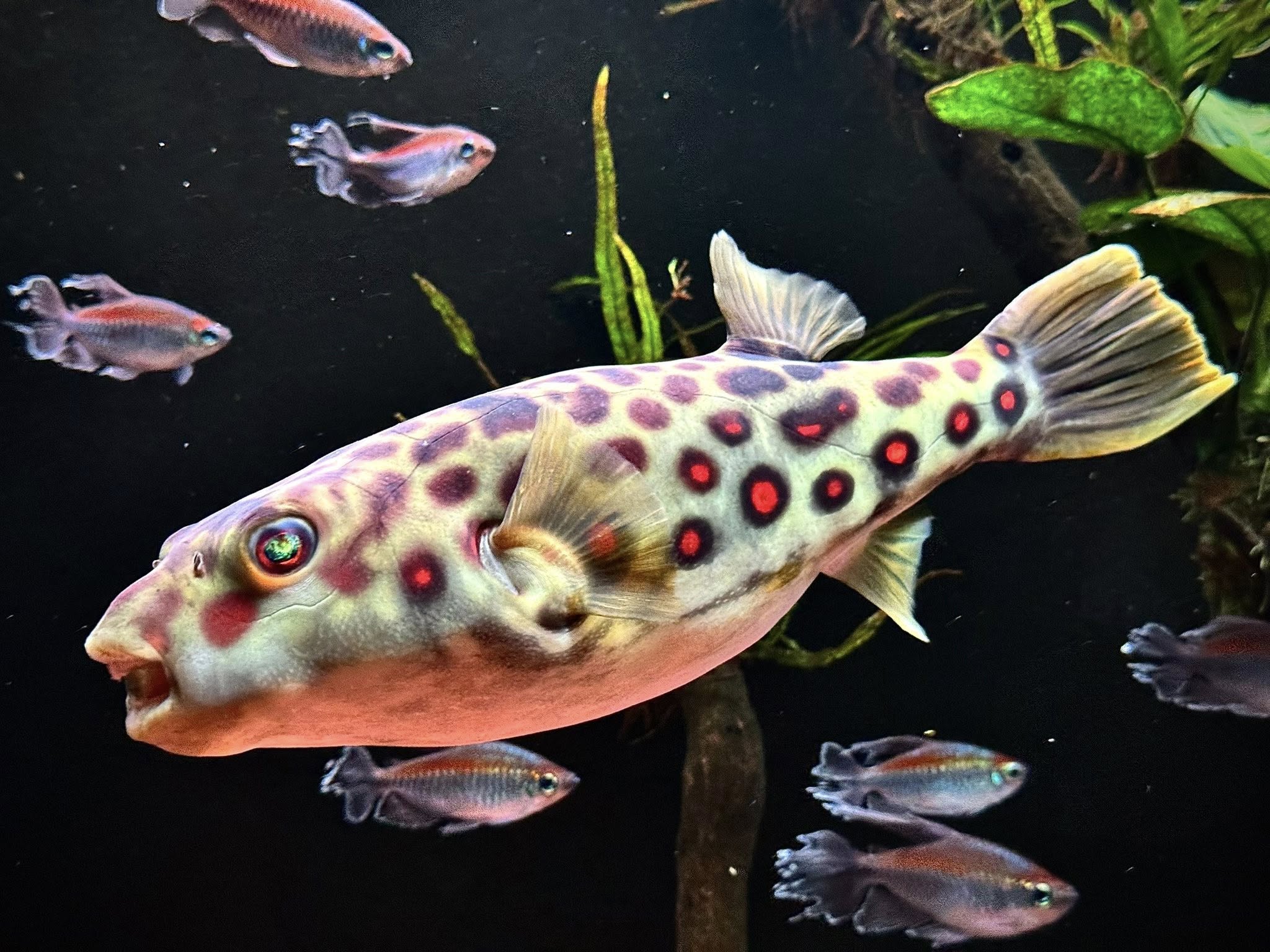 Crossriver-Kugelfisch